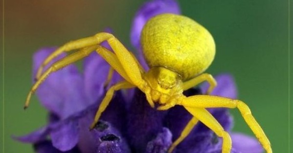 Araignée Crab Spider