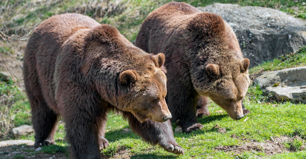 It is two bears looking at something and deciding how to split it. It is a place holder image.