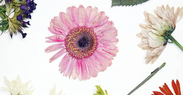 A pressed flower on a white background (Place holder art)