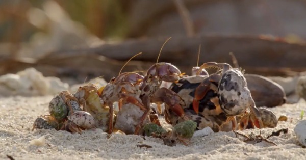 Hermit carbs lining up to trade shells.