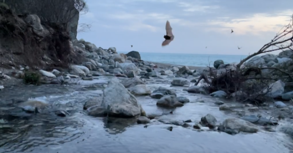 Western brown bats eating bugs at sunset as Limekiln Creek enters the Pacific Ocean.